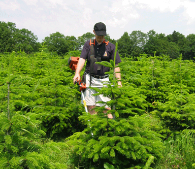 Die Nordmanntanne hat eine dichte Benadelung und ist daf�r bekannt, diese Nadeln lange zu halten.