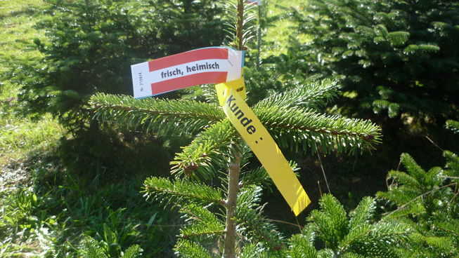 Die Nordmanntanne hat eine dichte Benadelung und ist daf�r bekannt, diese Nadeln lange zu halten.