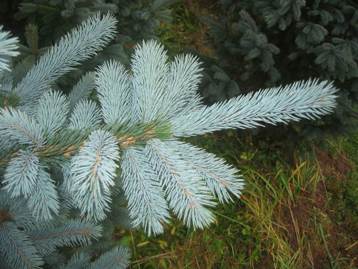 Die Nordmanntanne hat eine dichte Benadelung und ist daf�r bekannt, diese Nadeln lange zu halten.