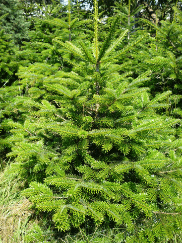 Die Nordmanntanne hat eine dichte Benadelung und ist daf�r bekannt, diese Nadeln lange zu halten.