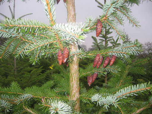 Die Nordmanntanne hat eine dichte Benadelung und ist daf�r bekannt, diese Nadeln lange zu halten.