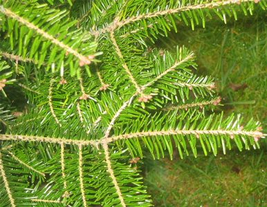 Die Nordmanntanne hat eine dichte Benadelung und ist daf�r bekannt, diese Nadeln lange zu halten.