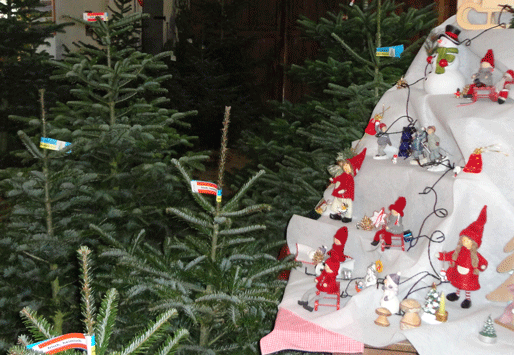 Die Nordmanntanne hat eine dichte Benadelung und ist daf�r bekannt, diese Nadeln lange zu halten.