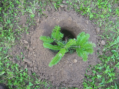Die Nordmanntanne hat eine dichte Benadelung und ist daf�r bekannt, diese Nadeln lange zu halten.