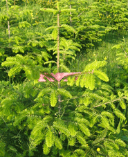 Die Nordmanntanne hat eine dichte Benadelung und ist daf�r bekannt, diese Nadeln lange zu halten.