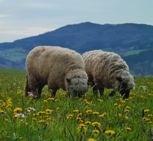 Schafe helfen beim Mähen